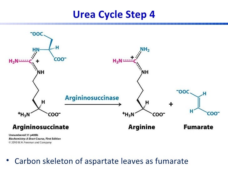 Urea cycle