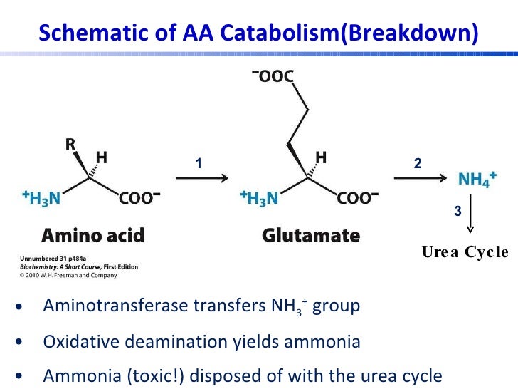 Urea cycle