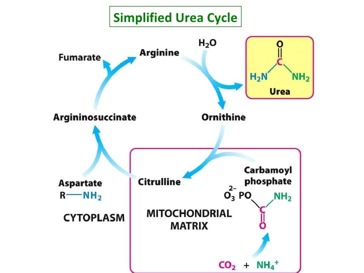for nitrogen cycle diagram Guide And Cycle Refrence Diagram Of Urea To How Images for nitrogen cycle diagram Guide And Cycle Refrence Diagram Of Urea To How Images