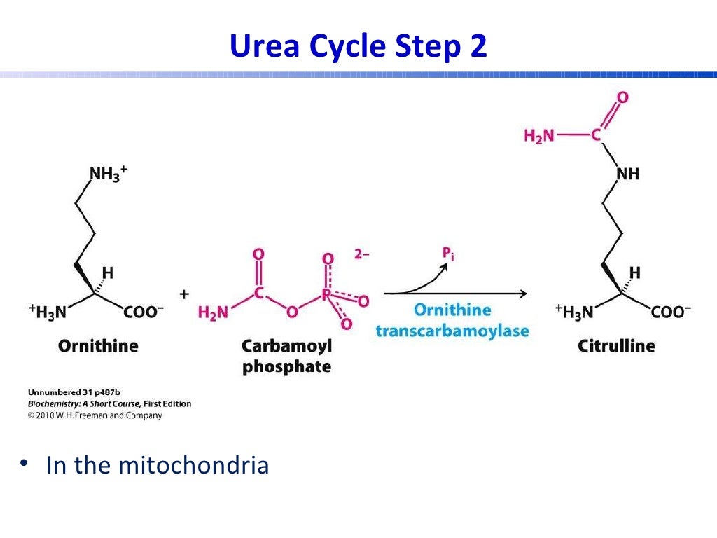 Urea cycle