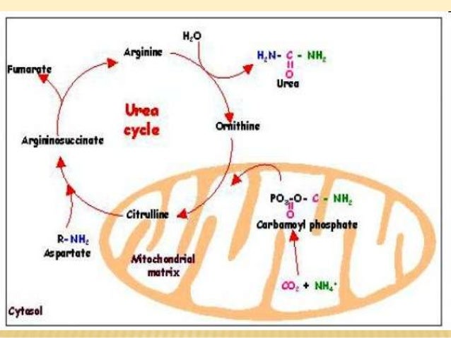 where does urea come from