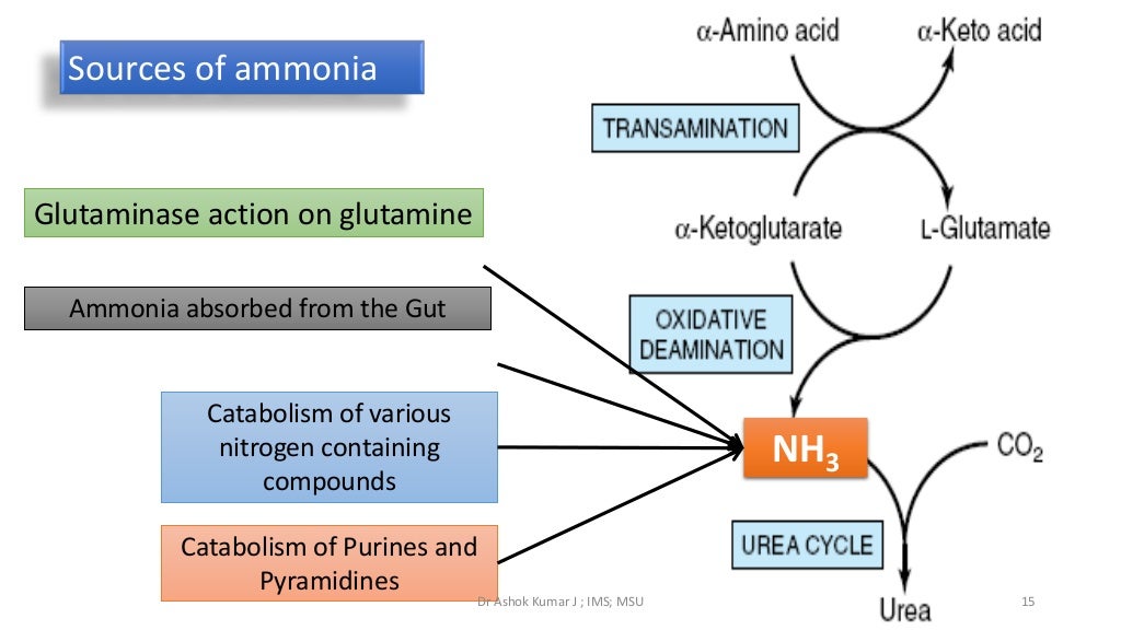 Formation of ammonia and Urea cycle by Dr. Ashok Kumar J