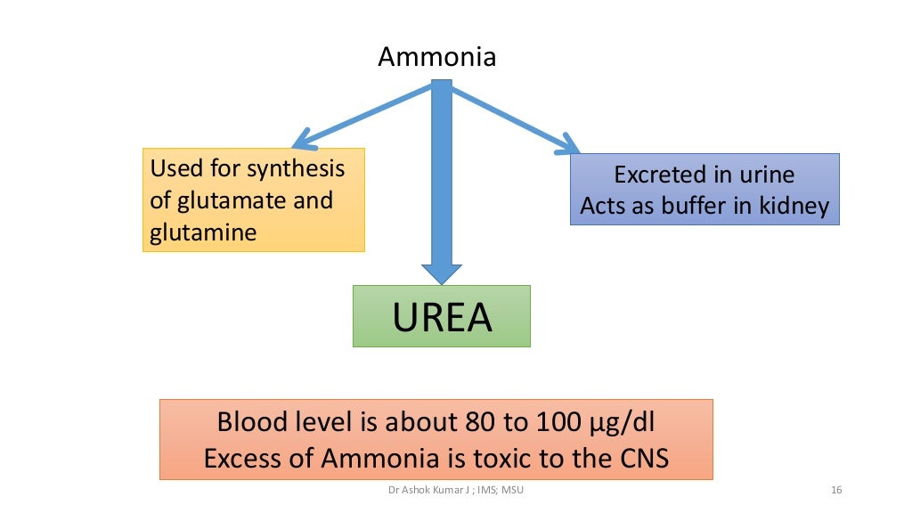 Formation of ammonia and Urea cycle by Dr. Ashok Kumar J