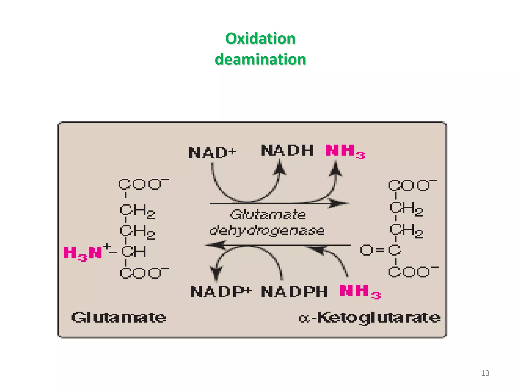 Oxidation
deamination
13
 