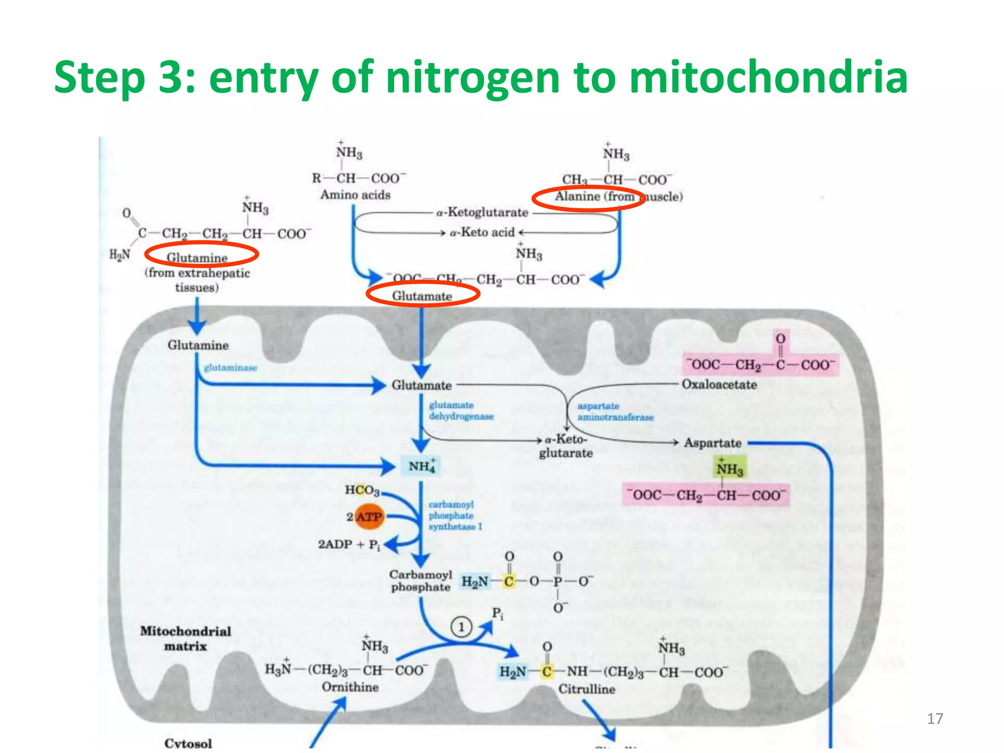 Step 3: entry of nitrogen to mitochondria
17
 