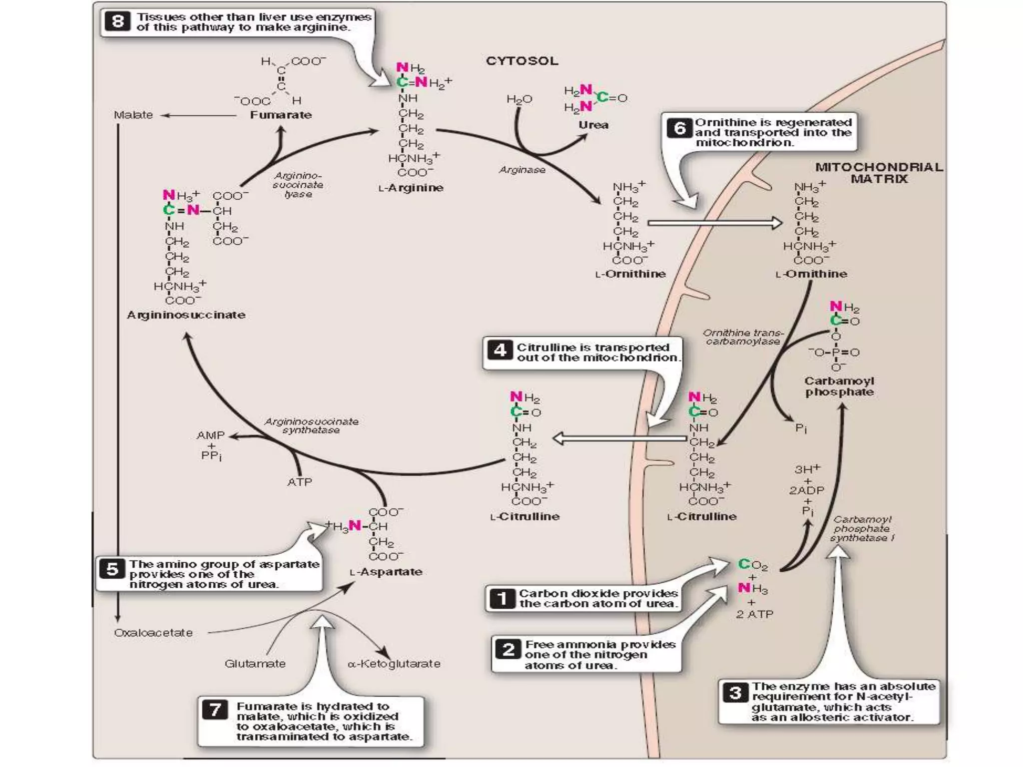 Dr. Inayat Abbasi 20
 