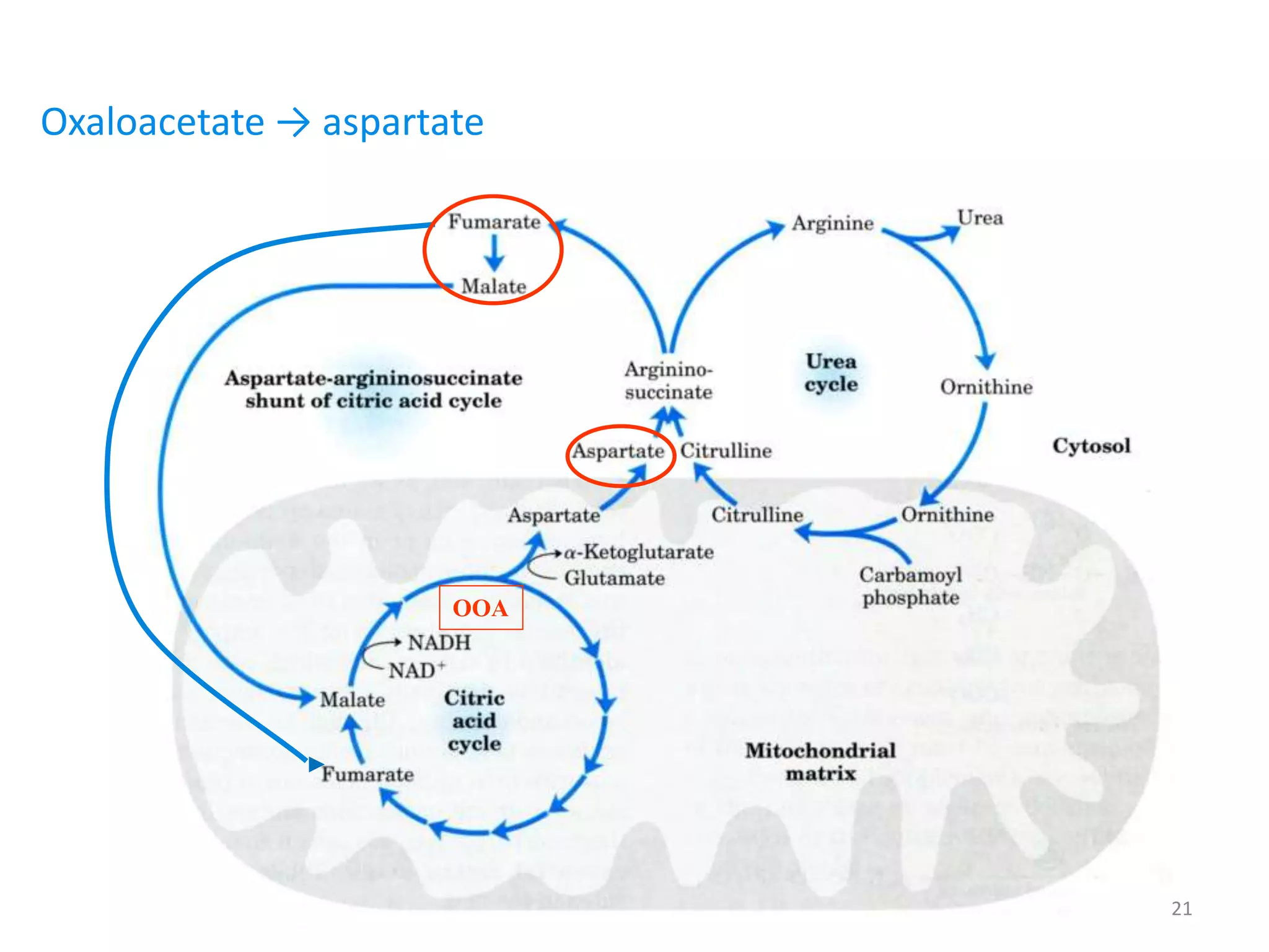 OOA
Oxaloacetate → aspartate
21
 