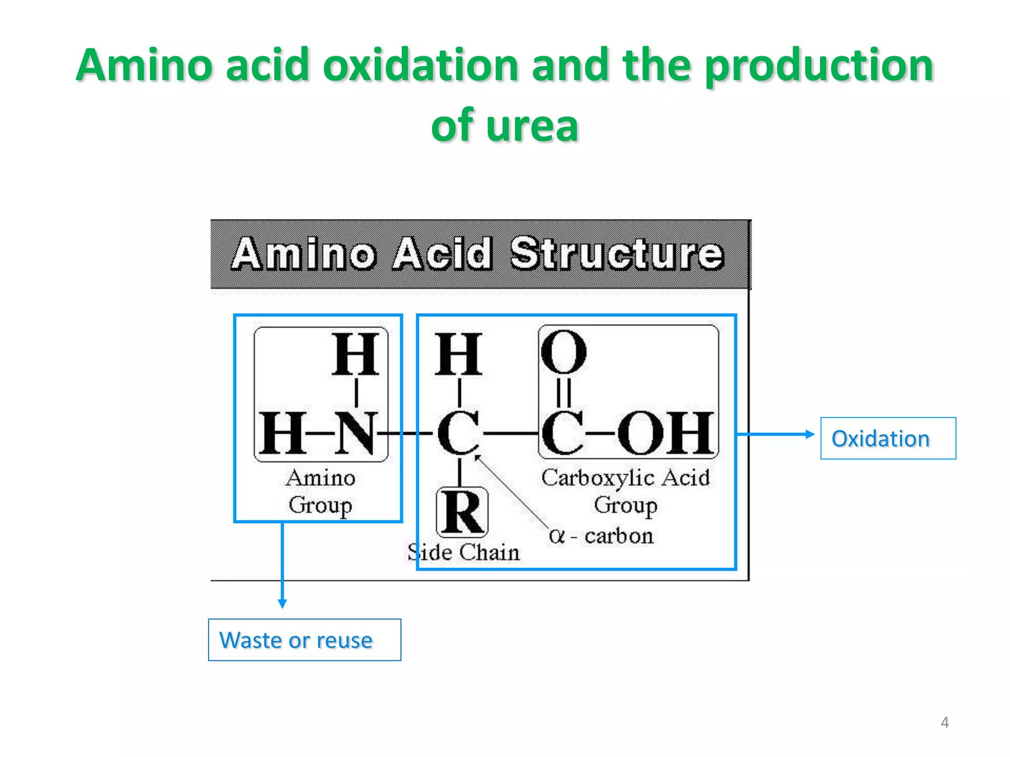 Amino acid oxidation and the production
of urea
Waste or reuse
Oxidation
4
 