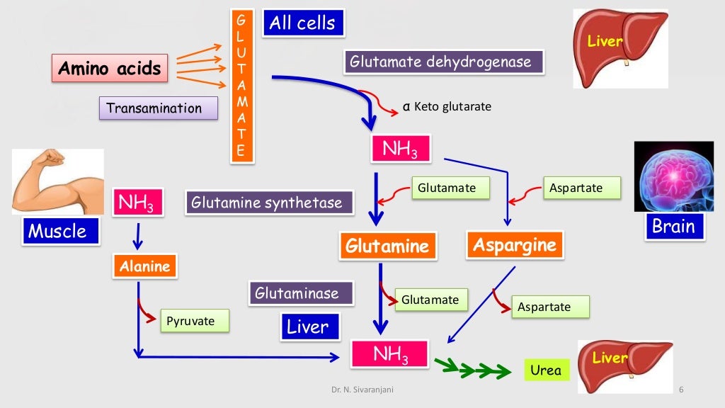 Urea cycle and its disorders