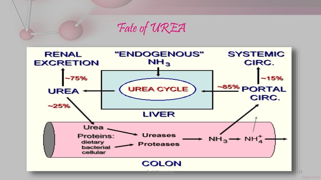 Urea cycle and its disorders