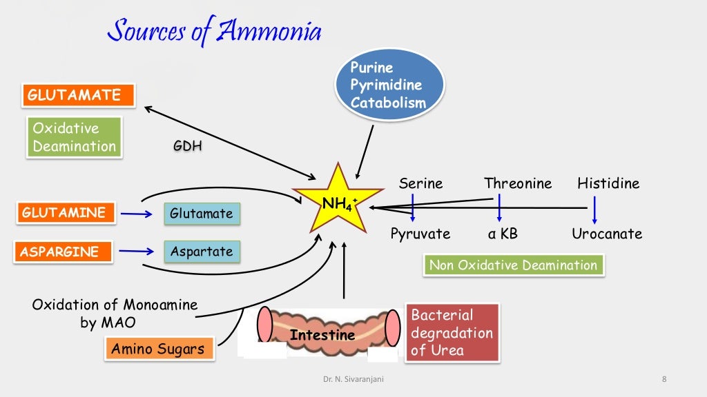Urea cycle and its disorders
