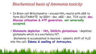 Biochemical basis of Ammonia toxicity
7
• In Brain cell Mitochondria – excess NH3 reacts with αKG to
form GLUTAMATE by GDH – dec. αKG – dec. TCA cycle- dec.
Glucose utilization & ATP generation. not universally
accepted.
 Glutamate depletion – NH3 Inhibits glutaminase – depletes
glutamate which is a excitatory NT.
Glutamine is accumulated in neurons – osmotic shift of H2O
into the cell- Edema & swelling of Astrocytes.
 