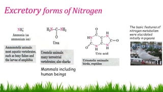 Excretory forms of Nitrogen
9
Mammals including
human beings
The basic features of
nitrogen metabolism
were elucidated
initially in pigeons
 
