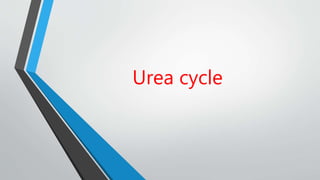 Urea cycle
 