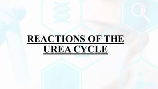 REACTIONS OF THE
UREA CYCLE
 