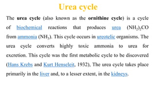 Urea cycle
The urea cycle (also known as the ornithine cycle) is a cycle
of biochemical reactions that produces urea (NH2)2CO
from ammonia (NH3). This cycle occurs in ureotelic organisms. The
urea cycle converts highly toxic ammonia to urea for
excretion. This cycle was the first metabolic cycle to be discovered
(Hans Krebs and Kurt Henseleit, 1932), The urea cycle takes place
primarily in the liver and, to a lesser extent, in the kidneys.
 