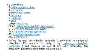 • 1 L-ornithine
2 carbamoyl phosphate
3 L-citrulline
4 argininosuccinate
5 fumarate
6 L-arginine
7 urea
L-Asp L-aspartate
CPS-1 carbamoyl phosphate synthetase I
OTC Ornithine transcarbamoylase
ASS argininosuccinate synthetase
ASL argininosuccinate lyase
ARG1 arginase 1
• Before the urea cycle begins ammonia is converted to carbamoyl
phosphate. The reaction is catalyzed by carbamoyl phosphate
synthetase I and requires the use of two ATP molecules. The
carbamoyl phosphate then enters the urea cycle.
 