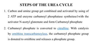 STEPS OF THE UREA CYCLE
1. Carbon and amine group get combined and activated by using of
2 ATP and enzyme carbamoyl phosphatase synthetase1with the
activator N-acetyl glutemate and form Carbamoyl phosphate
2. Carbamoyl phosphate is converted to citrulline. With catalysis
by ornithine transcarbamoylase, the carbamoyl phosphate group
is donated to ornithine and releases a phosphate group.
 