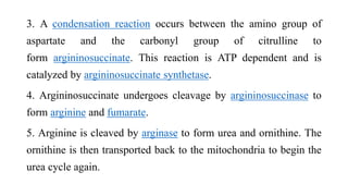 3. A condensation reaction occurs between the amino group of
aspartate and the carbonyl group of citrulline to
form argininosuccinate. This reaction is ATP dependent and is
catalyzed by argininosuccinate synthetase.
4. Argininosuccinate undergoes cleavage by argininosuccinase to
form arginine and fumarate.
5. Arginine is cleaved by arginase to form urea and ornithine. The
ornithine is then transported back to the mitochondria to begin the
urea cycle again.
 
