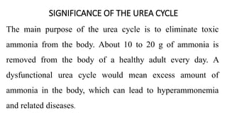SIGNIFICANCE OF THE UREA CYCLE
The main purpose of the urea cycle is to eliminate toxic
ammonia from the body. About 10 to 20 g of ammonia is
removed from the body of a healthy adult every day. A
dysfunctional urea cycle would mean excess amount of
ammonia in the body, which can lead to hyperammonemia
and related diseases.
 