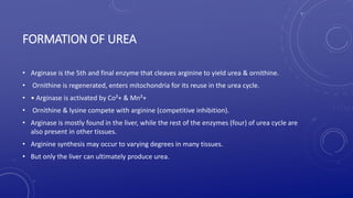 FORMATION OF UREA
• Arginase is the 5th and final enzyme that cleaves arginine to yield urea & ornithine.
• Ornithine is regenerated, enters mitochondria for its reuse in the urea cycle.
• • Arginase is activated by Co²+ & Mn²+
• Ornithine & lysine compete with arginine (competitive inhibition).
• Arginase is mostly found in the liver, while the rest of the enzymes (four) of urea cycle are
also present in other tissues.
• Arginine synthesis may occur to varying degrees in many tissues.
• But only the liver can ultimately produce urea.
 