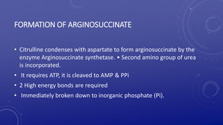 FORMATION OF ARGINOSUCCINATE
• Citrulline condenses with aspartate to form arginosuccinate by the
enzyme Arginosuccinate synthetase. • Second amino group of urea
is incorporated.
• It requires ATP, it is cleaved to AMP & PPi
• 2 High energy bonds are required
• Immediately broken down to inorganic phosphate (Pi).
 