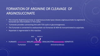 FORMATION OF ARGININE OR CLEAVAGE OF
ARGINOSUCCINATE
• The enzyme Argininosuccinase or argininosuccinate lyase cleaves arginosuccinate to arginine &
fumarate (an intermediate in TCA cycle)
• Fumarate provides connecting link with TCA cycle or gluconeogenesis.
• The fumarate is converted to oxaloacetate via fumarase & MDH & transaminated to aspartate.
• Aspartate is regenerated in this reaction.
NAD+ NADH+H
• FURMATE MALATE OXALOACETAE ASPARTSTE
Fumarase MDH Aminotransferase
 