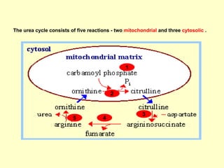 Comprehensive Overview of Nitrogen Metabolism and Urea Cycle in Human ...