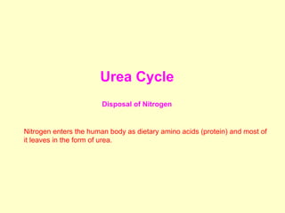 Comprehensive Overview of Nitrogen Metabolism and Urea Cycle in Human ...