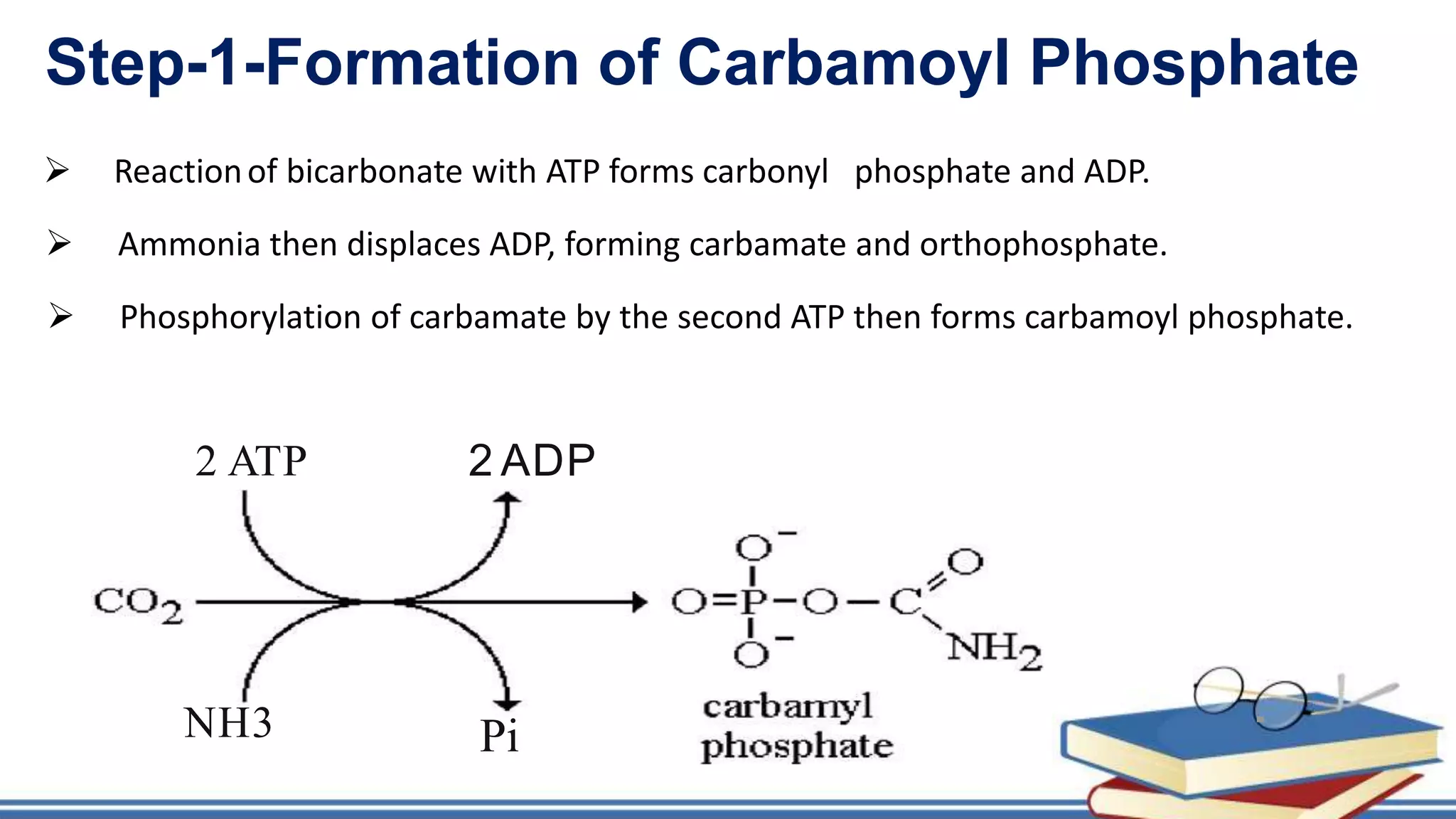2 ATP 2 ADP
NH3 Pi
Step-1-Formation of Carbamoyl Phosphate
 Reactionof bicarbonate with ATP forms carbonyl phosphate and ADP.
 Ammonia then displaces ADP, forming carbamate and orthophosphate.
 Phosphorylation of carbamate by the second ATP then forms carbamoyl phosphate.
 