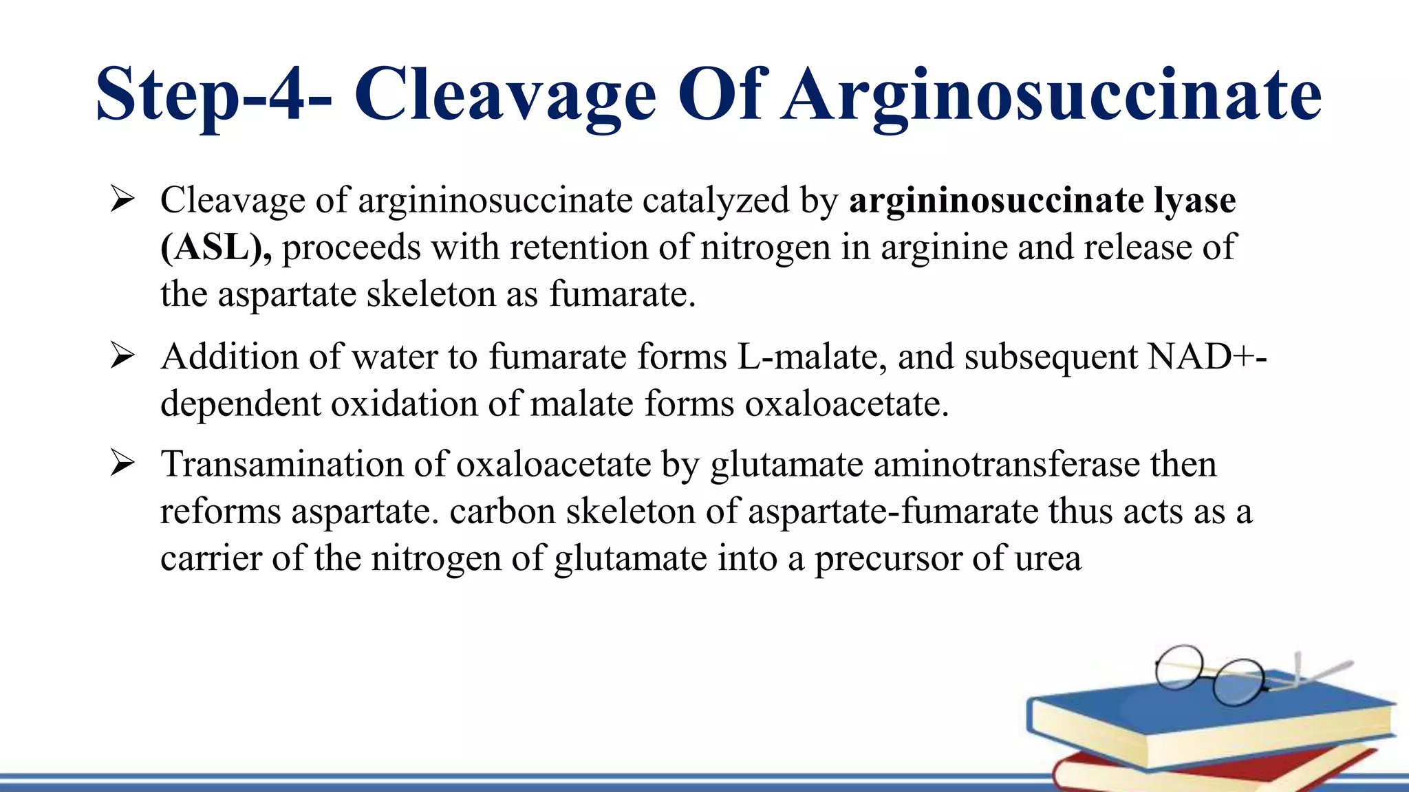 Step-4- Cleavage Of Arginosuccinate
 Cleavage of argininosuccinate catalyzed by argininosuccinate lyase
(ASL), proceeds with retention of nitrogen in arginine and release of
the aspartate skeleton as fumarate.
 Addition of water to fumarate forms L-malate, and subsequent NAD+-
dependent oxidation of malate forms oxaloacetate.
 Transamination of oxaloacetate by glutamate aminotransferase then
reforms aspartate. carbon skeleton of aspartate-fumarate thus acts as a
carrier of the nitrogen of glutamate into a precursor of urea
 
