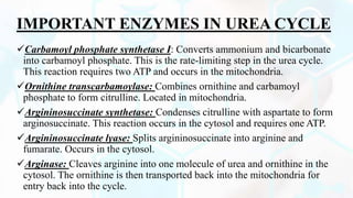 IMPORTANT ENZYMES IN UREA CYCLE
Carbamoyl phosphate synthetase I: Converts ammonium and bicarbonate
into carbamoyl phosphate. This is the rate-limiting step in the urea cycle.
This reaction requires two ATP and occurs in the mitochondria.
Ornithine transcarbamoylase: Combines ornithine and carbamoyl
phosphate to form citrulline. Located in mitochondria.
Argininosuccinate synthetase: Condenses citrulline with aspartate to form
arginosuccinate. This reaction occurs in the cytosol and requires one ATP.
Argininosuccinate lyase: Splits argininosuccinate into arginine and
fumarate. Occurs in the cytosol.
Arginase: Cleaves arginine into one molecule of urea and ornithine in the
cytosol. The ornithine is then transported back into the mitochondria for
entry back into the cycle.
 