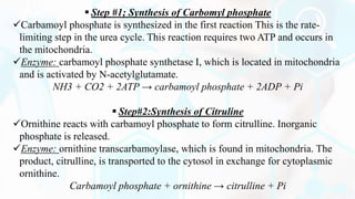  Step #1; Synthesis of Carbomyl phosphate
Carbamoyl phosphate is synthesized in the first reaction This is the rate-
limiting step in the urea cycle. This reaction requires two ATP and occurs in
the mitochondria.
Enzyme: carbamoyl phosphate synthetase I, which is located in mitochondria
and is activated by N-acetylglutamate.
NH3 + CO2 + 2ATP → carbamoyl phosphate + 2ADP + Pi
 Step#2:Synthesis of Citruline
Ornithine reacts with carbamoyl phosphate to form citrulline. Inorganic
phosphate is released.
Enzyme: ornithine transcarbamoylase, which is found in mitochondria. The
product, citrulline, is transported to the cytosol in exchange for cytoplasmic
ornithine.
Carbamoyl phosphate + ornithine → citrulline + Pi
 