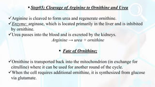  Step#5; Cleavage of Arginine to Ornithine and Urea
Arginine is cleaved to form urea and regenerate ornithine.
Enzyme: arginase, which is located primarily in the liver and is inhibited
by ornithine.
Urea passes into the blood and is excreted by the kidneys.
Arginine → urea + ornithine
 Fate of Ornithine;
Ornithine is transported back into the mitochondrion (in exchange for
citrulline) where it can be used for another round of the cycle.
When the cell requires additional ornithine, it is synthesized from glucose
via glutamate.
 
