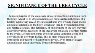 SIGNIFICANCE OF THE UREA CYCLE
The main purpose of the urea cycle is to eliminate toxic ammonia from
the body. About 10 to 20 g of ammonia is removed from the body of a
healthy adult every day. A dysfunctional urea cycle would mean excess
amount of ammonia in the body, which can lead to hyperammonemia
and related diseases. The deficiency of one or more of the key enzymes
catalyzing various reactions in the urea cycle can cause disorders related
to the cycle. Defects in the urea cycle can cause vomiting, coma and
convulsions in new born babies. This is often misdiagnosed as
septicemia and treated with antibiotics in vain. Even 1mm of excess
ammonia can cause severe and irreversible damages.
 