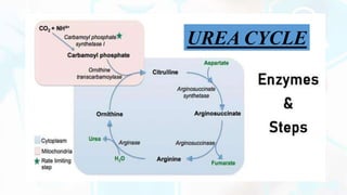 UREA CYCLE
 