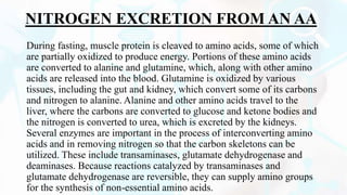 NITROGEN EXCRETION FROM AN AA
During fasting, muscle protein is cleaved to amino acids, some of which
are partially oxidized to produce energy. Portions of these amino acids
are converted to alanine and glutamine, which, along with other amino
acids are released into the blood. Glutamine is oxidized by various
tissues, including the gut and kidney, which convert some of its carbons
and nitrogen to alanine. Alanine and other amino acids travel to the
liver, where the carbons are converted to glucose and ketone bodies and
the nitrogen is converted to urea, which is excreted by the kidneys.
Several enzymes are important in the process of interconverting amino
acids and in removing nitrogen so that the carbon skeletons can be
utilized. These include transaminases, glutamate dehydrogenase and
deaminases. Because reactions catalyzed by transaminases and
glutamate dehydrogenase are reversible, they can supply amino groups
for the synthesis of non-essential amino acids.
 