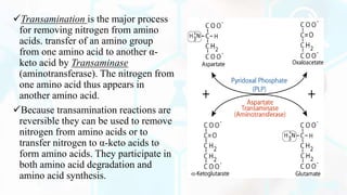 Transamination is the major process
for removing nitrogen from amino
acids. transfer of an amino group
from one amino acid to another α-
keto acid by Transaminase
(aminotransferase). The nitrogen from
one amino acid thus appears in
another amino acid.
Because transamination reactions are
reversible they can be used to remove
nitrogen from amino acids or to
transfer nitrogen to α-keto acids to
form amino acids. They participate in
both amino acid degradation and
amino acid synthesis.
 