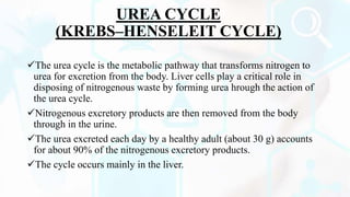 UREA CYCLE
(KREBS–HENSELEIT CYCLE)
The urea cycle is the metabolic pathway that transforms nitrogen to
urea for excretion from the body. Liver cells play a critical role in
disposing of nitrogenous waste by forming urea hrough the action of
the urea cycle.
Nitrogenous excretory products are then removed from the body
through in the urine.
The urea excreted each day by a healthy adult (about 30 g) accounts
for about 90% of the nitrogenous excretory products.
The cycle occurs mainly in the liver.
 