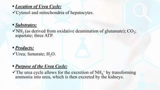  Location of Urea Cycle:
Cytosol and mitochondria of hepatocytes.
 Substrates:
NH3 (as derived from oxidative deamination of glutamate); CO2;
aspartate; three ATP.
 Products:
Urea; fumarate; H2O.
 Purpose of the Urea Cycle:
The urea cycle allows for the excretion of NH4
+ by transforming
ammonia into urea, which is then excreted by the kidneys.
 