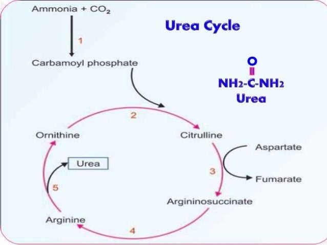urea cycle and disorder urea cycle