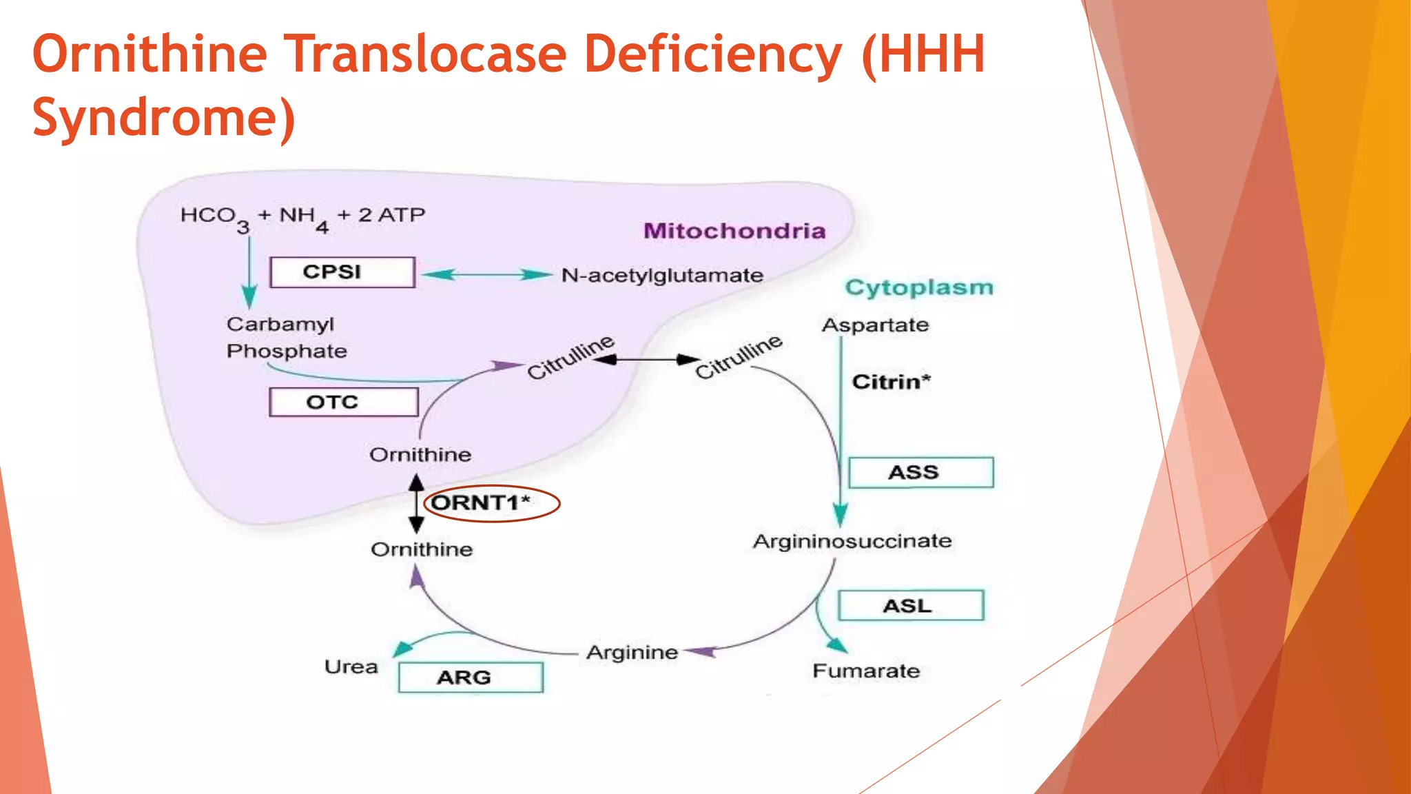 Allopurinol-Induced Orotidinuria: A Test for Mutations at the Ornithine  Carbamoyltransferase Locus in Women: New England Journal of Medicine: Vol  322, No 23, image size:2048x1152