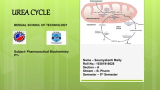 UREA CYCLE
Name – Soumyakanti Maity
Roll No.- 19301916028
Section – A
Stream – B. Pharm
Semester – 5th Semester
BENGAL SCHOOL OF TECHNOLOGY
Subject- Pharmaceutical Biochemistry
PT-
 