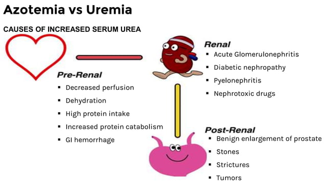 Uremia vs. azotemia: understanding the difference: azotemia renal ...