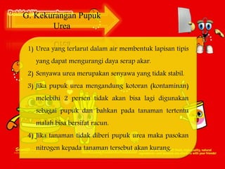1) Urea yang terlarut dalam air membentuk lapisan tipis
yang dapat mengurangi daya serap akar.
2) Senyawa urea merupakan senyawa yang tidak stabil.
3) Jika pupuk urea mengandung kotoran (kontaminan)
melebihi 2 persen tidak akan bisa lagi digunakan
sebagai pupuk dan bahkan pada tanaman tertentu
malah bisa bersifat racun.
4) Jika tanaman tidak diberi pupuk urea maka pasokan
nitrogen kepada tanaman tersebut akan kurang.
G. Kekurangan Pupuk
Urea
 