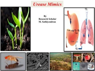 Urease Mimics
By
Research Scholar
M. Sathiyendran
 
