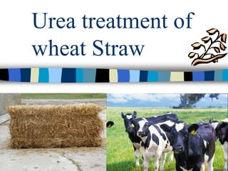 Urea treatment of
wheat Straw
 