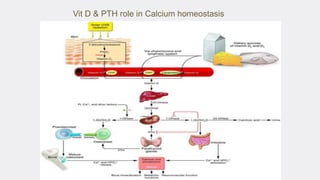 Vit D & PTH role in Calcium homeostasis
 