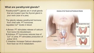 What are parathyroid glands?
Parathyroid(PT) glands are 4 small glands
that are located near the thyroid gland in
your neck (size of a pea).
The glands release parathyroid hormone
from chief cells. PT hormones
regulates Ca2+ levels in blood:
A.Bones- PT stimulates release of calcium
from bone into bloodstream.
B.Kidneys- PT hormones reduces loss of
Ca2+ in urine. PT stimulates production of
active Vit D.
C.Intestine- Increase Calcium absorption
from food via Vit D metabolism.
 