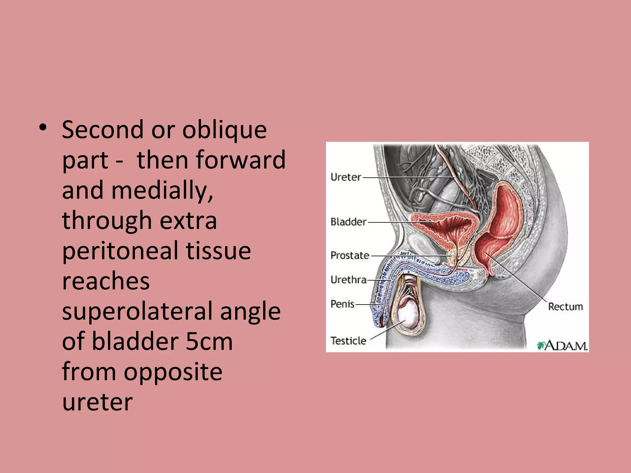 Second or oblique part -  then forward and medially, through extra peritoneal tissue reaches superolateral angle of bladder 5cm from opposite ureter 